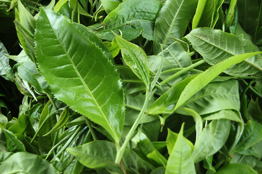 Свежие листья: это плохой сбор, слишком много зрелых жёстких листьев, вкусного чая из него не получиться