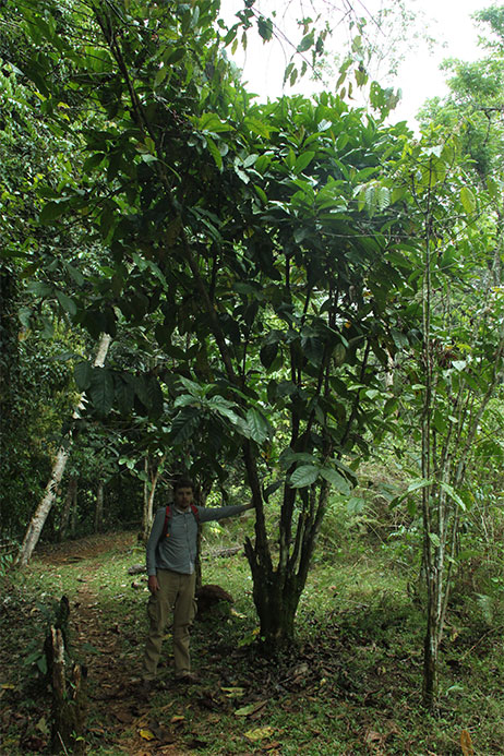 Большое кофейное дерево