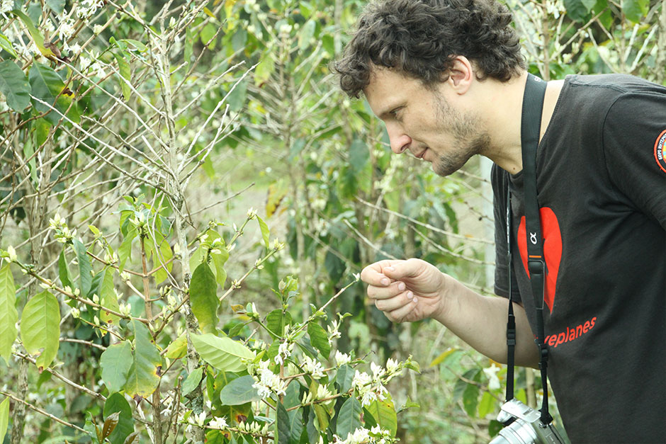 Тимур в первый раз встречается с растением кофе